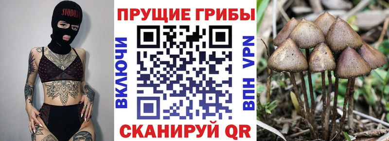 Галлюциногенные грибы Psilocybe  наркошоп  Коркино 